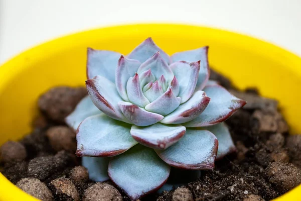 土壌と黄色のポットでEcheveria derenbergiiに近いビュー。常緑多年草の多肉植物、絵付けされた女性は、家族の中で開花植物の種です。選択的焦点 — ストック写真