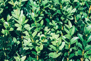 Güneşin altında yetişen yeşil bir çalılığın yumuşak dallarının arka planı. Seçici odaklanma. Peri ormanında ılık bir yaz ya da bahar günü