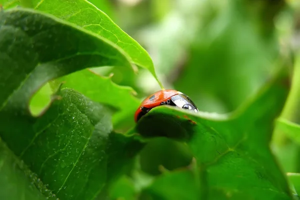 Rood-zwarte lieveheersbeestje op groene bladeren. Macro foto van een insect. Selectieve focus. Wazige achtergrond. Close-upzicht — Stockfoto