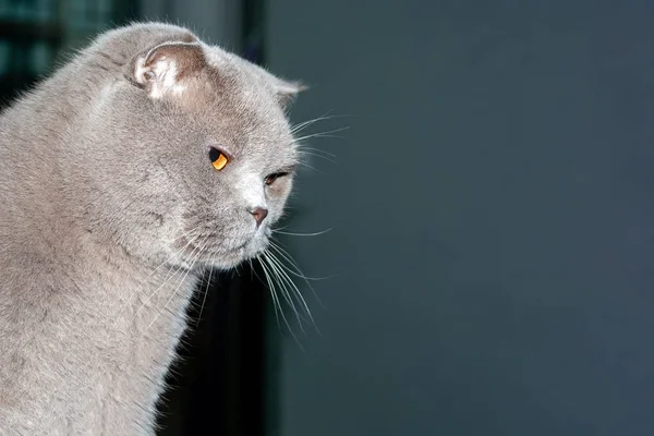 Yakından bakınca, şaşı turuncu gözlü İskoç bir kedinin koyu mavi bir arka planda fotokopi alanı olan pembe bir burnu var. — Stok fotoğraf