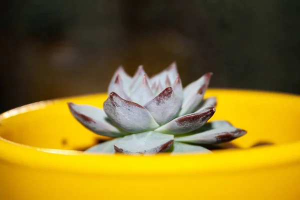 背景がぼやけている土壌と黄色のポットでEcheveria derenbergiiのクローズアップビュー。常緑多年草は、アブラナ科の開花植物の一種です。選択的焦点 — ストック写真