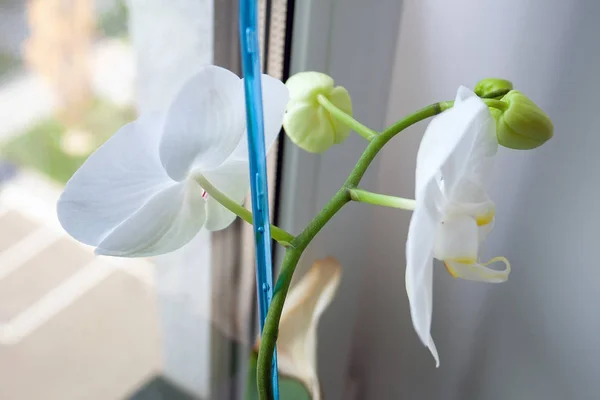 Krásná bílá orchidej s květinami a poupaty stojí na parapetu u okna — Stock fotografie