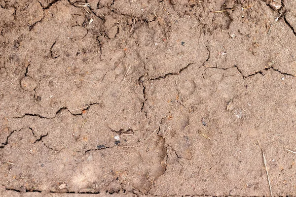 Natte vochtige grond met scheuren en droge twijgen. Natuurlijke textuur achtergrond na regen — Stockfoto