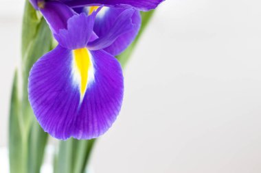 Fotokopi alanı bulanık yeşil saplı güzel mor iris çiçeği. Kadınlar Günü için bir hediye olarak narin bahar buketi ya da fotokopi alanı ile anneler günü. Seçici odaklanma. Yakın görünüm