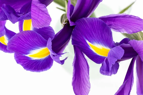 Bouquet Beautiful Purple Irises Closeup Blurred Background Delicate Spring Flowers — Stock Photo, Image