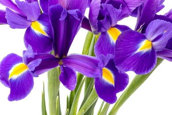 Bouquet Beautiful Purple Irises Closeup Isolated White Background Delicate Spring — Stock Photo, Image