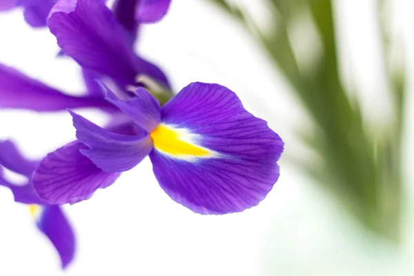 Beautiful Purple Iris Flower Blurred Green Stem Delicate Spring Bouquet — Stock Photo, Image