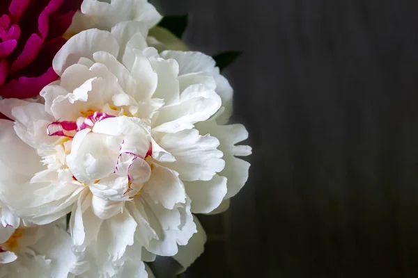 Peluria Gialla Rosa Bianca Lussureggiante Contro Uno Sfondo Grigio Sfocato — Foto Stock