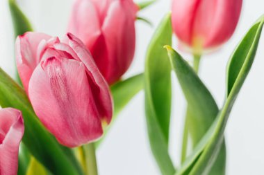 Yeşil gövde ve yaprakların bulanık arkaplanına karşı güzel pembe laleler. Bayram hediyesi olarak narin bahar çiçekleri. Seçici odak