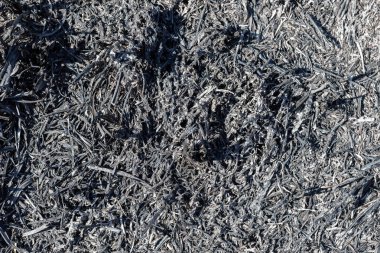 Yanan çimenler ve bitkilerin siyah dallarıyla bir yangından sonra açıklık. Doğanın ihmalkarlığı. Orman yangını geçmişi