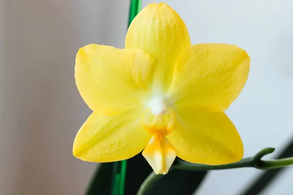Krásná Žlutá Orchidej Falaenopsis Květ Rozmazaném Pozadí Detailní Pohled Selektivní — Stock fotografie