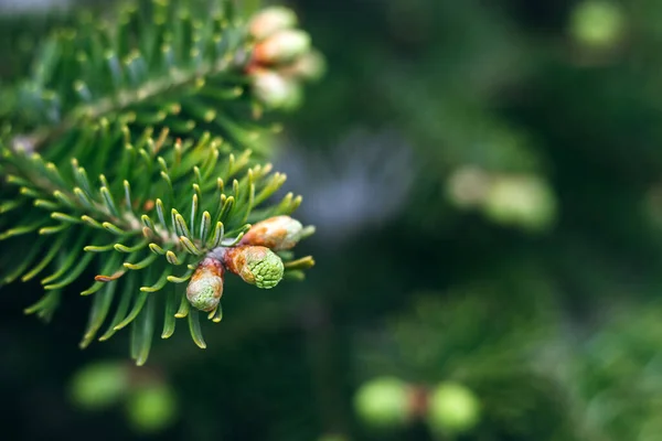 芽のある美しい緑のトウヒの木の枝 針葉樹の常緑樹のマクロ 背景がぼやけている 選択的フォーカス コピースペースでのクローズアップビュー — ストック写真