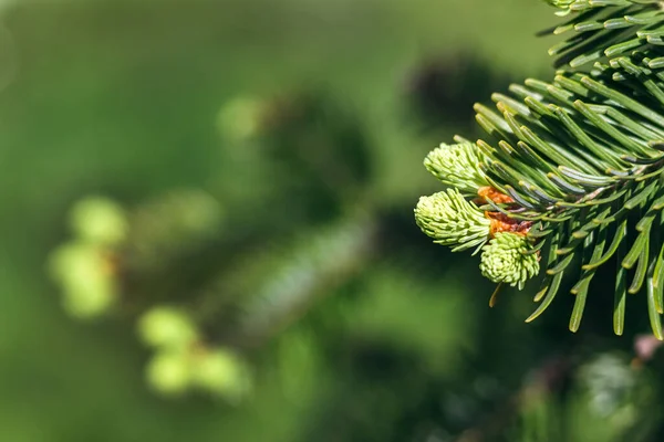 Bela Árvore Abeto Verde Ramo Com Botões Macro Uma Árvore — Fotografia de Stock