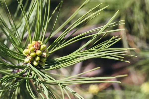 Vacker Grön Tall Gren Med Knoppar Bland Gröna Nålar Solig — Stockfoto