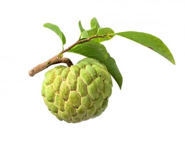 Beyaz arka plan üzerinde izole yaprak taze krema elma