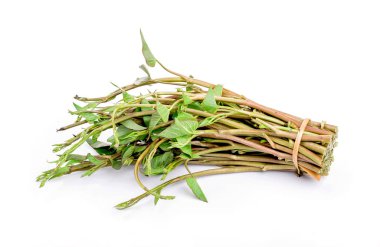 Su ıspanak, Morning Glory beyaz arka plan üzerinde