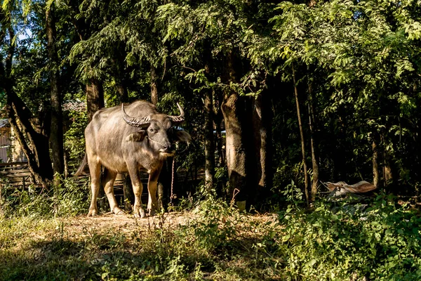 Buffalo standing in forest in Thailand