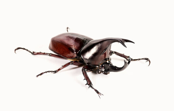 Жук-носорог, жук-рог на белом фоне
