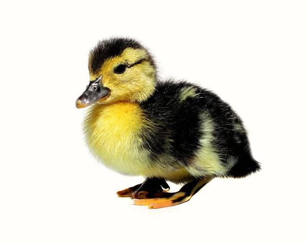 Cute Domestic Duckling Isolated White Background — Stock Photo, Image