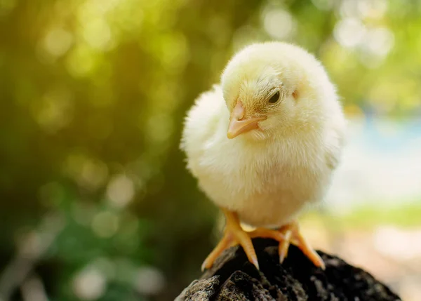 Lindo Bebé Pollo Sobre Fondo Natural —  Fotos de Stock