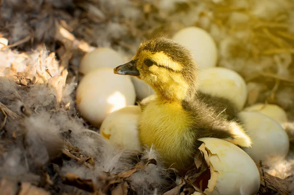 Pato Recién Nacido Sobre Huevos Fondo Plumas —  Fotos de Stock