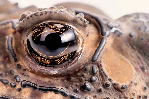 Closeup Eyes Toad Asian Studio — Stock Photo, Image