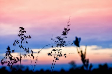 Uzun otların geniş silüeti