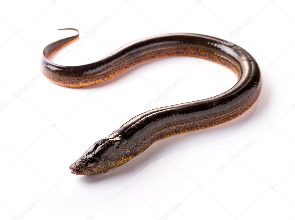 Long eel on a white background