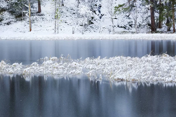 Pântano congelado — Fotografia de Stock