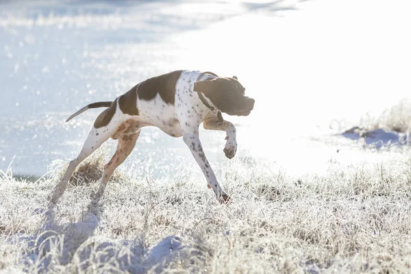 Hund englischer Zeiger — Stockfoto