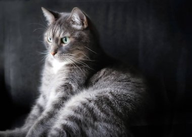 Kedi 