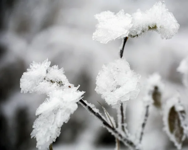 Bevroren bloemen — Stockfoto