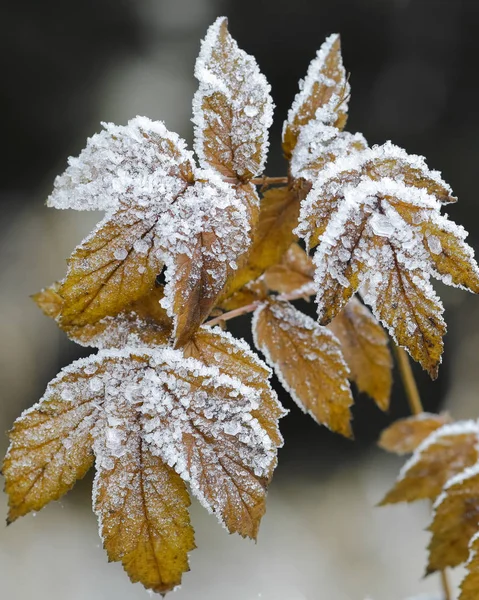 Frozen leaves