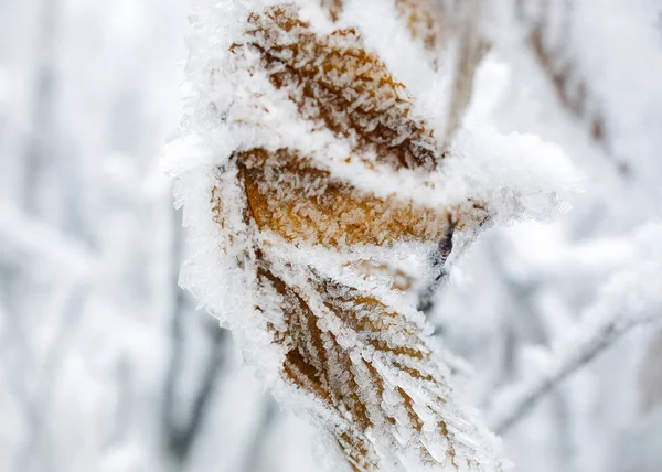 Bevroren blad — Stockfoto