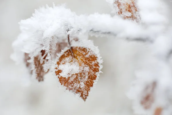 Bevroren blad — Stockfoto