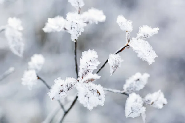 Fryst blad — Stockfoto