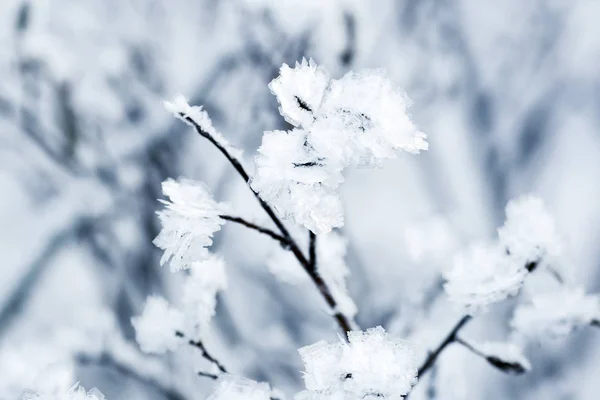 Bevroren bloemen — Stockfoto