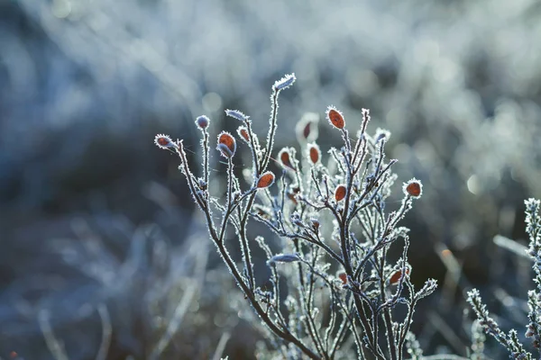 Givre — Photo