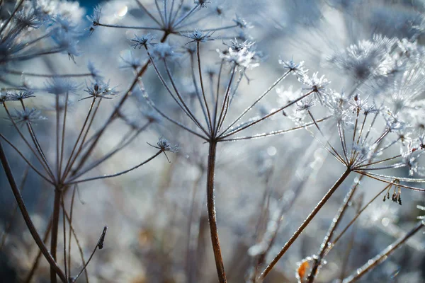 Givre — Photo