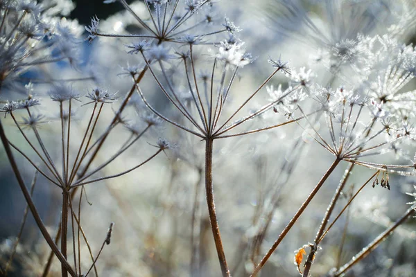 Givre — Photo