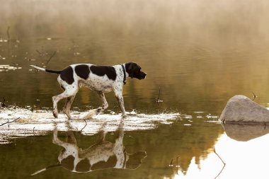 Köpek İngilizce işaretçi 