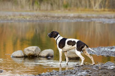 Köpek İngilizce işaretçi 