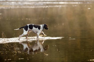 Köpek İngilizce işaretçi 