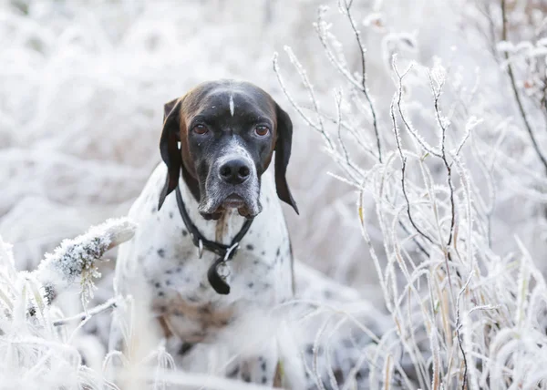 Köpek İngilizce işaretçi — Stok fotoğraf