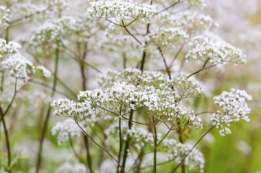Valeriana Memurları