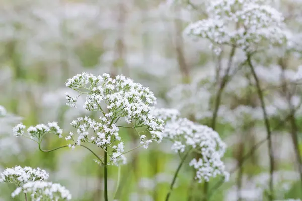 Valeriana officinalis — Stock Fotó