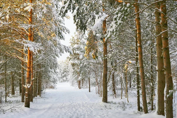 Bílá borovice lesní — Stock fotografie