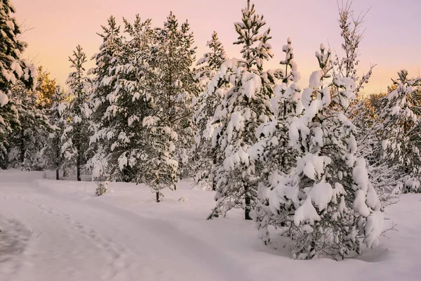Pôr do sol na floresta nevada — Fotografia de Stock