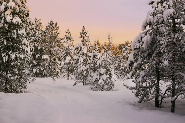 Pôr do sol na floresta nevada — Fotografia de Stock