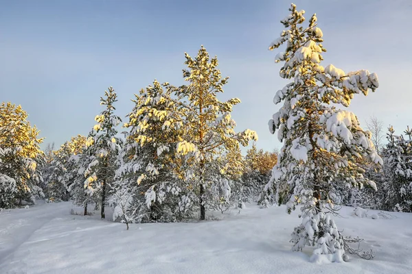 Floresta nevada — Fotografia de Stock